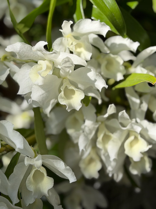 Thumbnail: 2026 Orchid Show