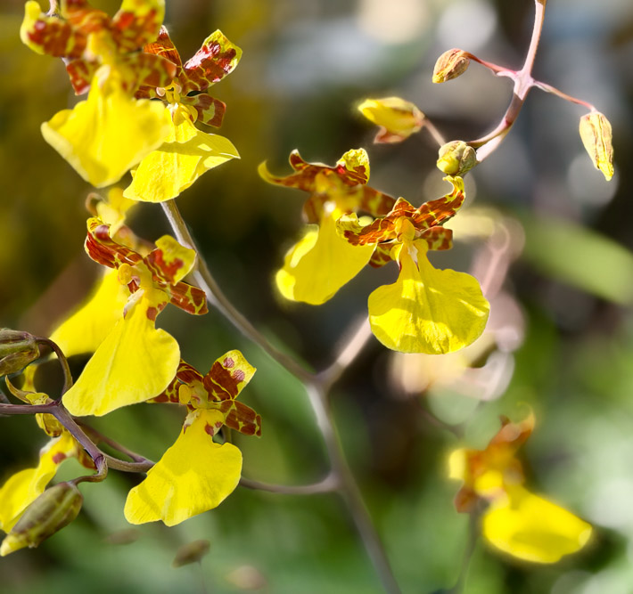 Thumbnail: 2026 Orchid Show