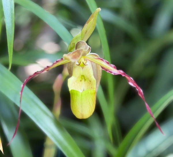 Photo 13 from 2026 Orchid Show (Favorites)