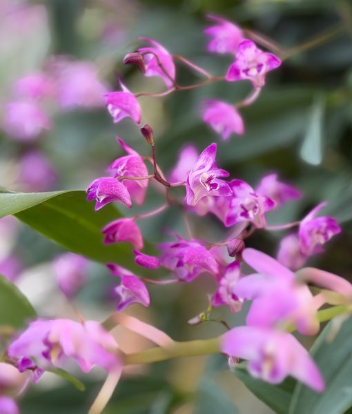 Photo 14 from 2026 Orchid Show (Favorites)