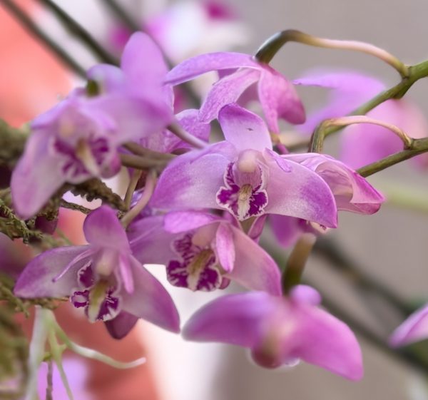 Photo 15 from 2026 Orchid Show (Favorites)