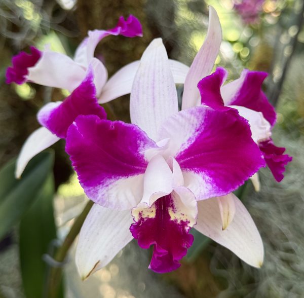 Photo 18 from 2026 Orchid Show (Favorites)