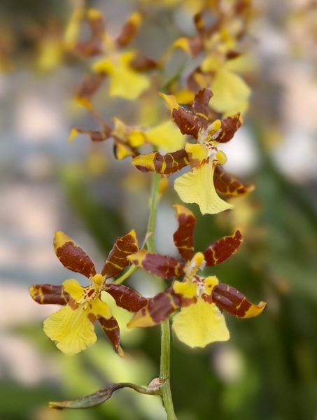 Photo 20 from 2026 Orchid Show (Favorites)