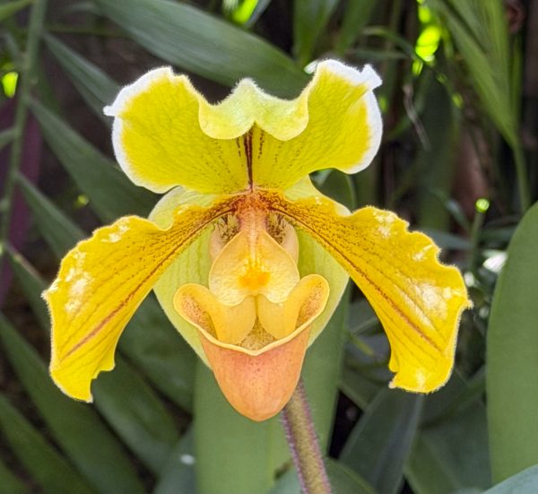 Photo 21 from 2026 Orchid Show (Favorites)