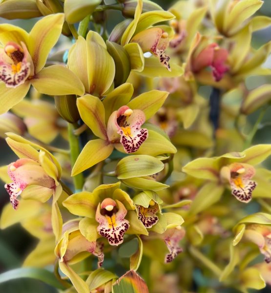 Photo 23 from 2026 Orchid Show (Favorites)