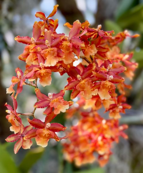 Photo 28 from 2026 Orchid Show (Favorites)