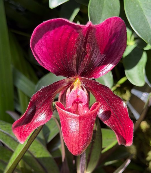 Photo 3 from 2026 Orchid Show (Favorites)