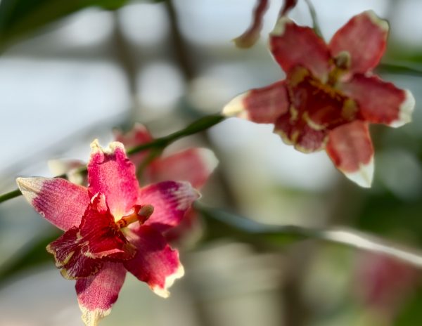 Photo 30 from 2026 Orchid Show (Favorites)