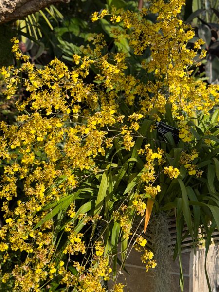 Photo 32 from 2026 Orchid Show (Favorites)