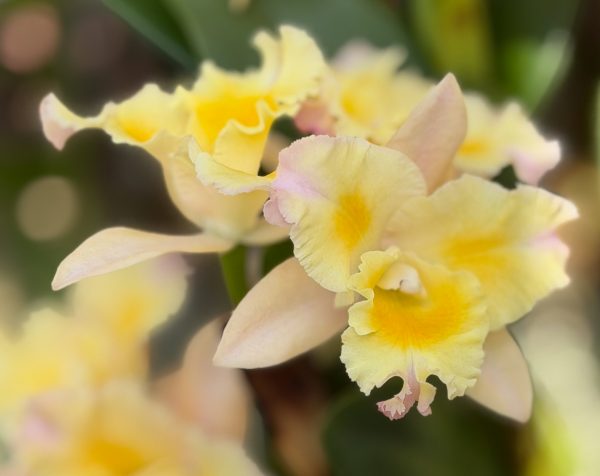 Photo 33 from 2026 Orchid Show (Favorites)