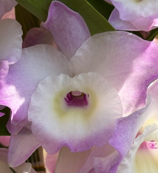 Photo 35 from 2026 Orchid Show (Favorites)