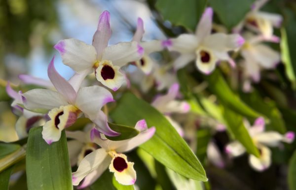 Photo 36 from 2026 Orchid Show (Favorites)