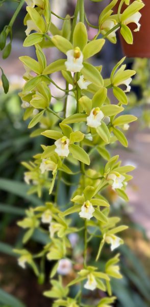 Photo 41 from 2026 Orchid Show (Favorites)
