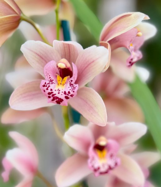 Photo 45 from 2026 Orchid Show (Favorites)