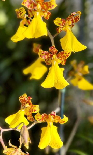 Photo 46 from 2026 Orchid Show (Favorites)