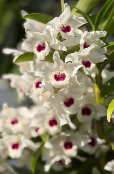 Photo 48 from 2026 Orchid Show (Favorites)