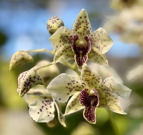 Photo 50 from 2026 Orchid Show (Favorites)
