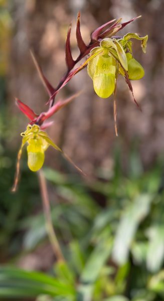 Photo 51 from 2026 Orchid Show (Favorites)