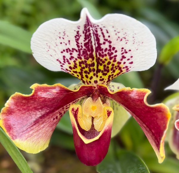 Photo 52 from 2026 Orchid Show (Favorites)