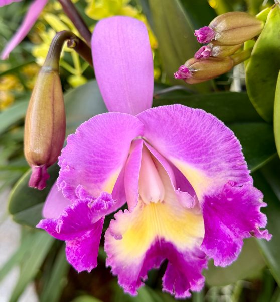 Photo 53 from 2026 Orchid Show (Favorites)