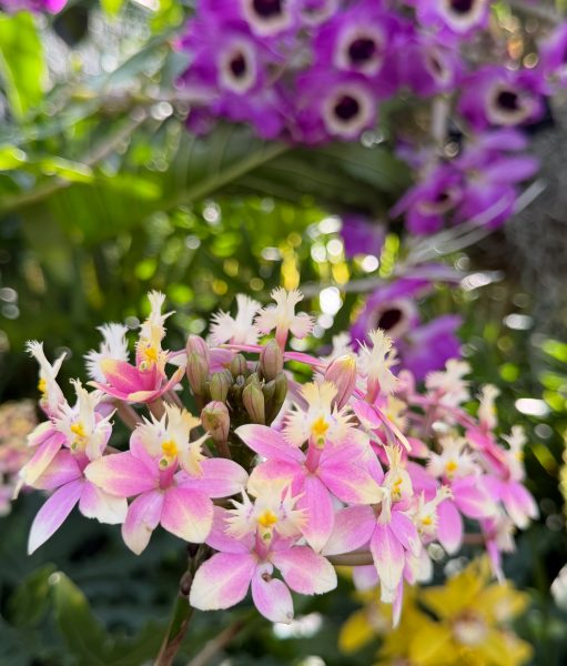 Photo 55 from 2026 Orchid Show (Favorites)