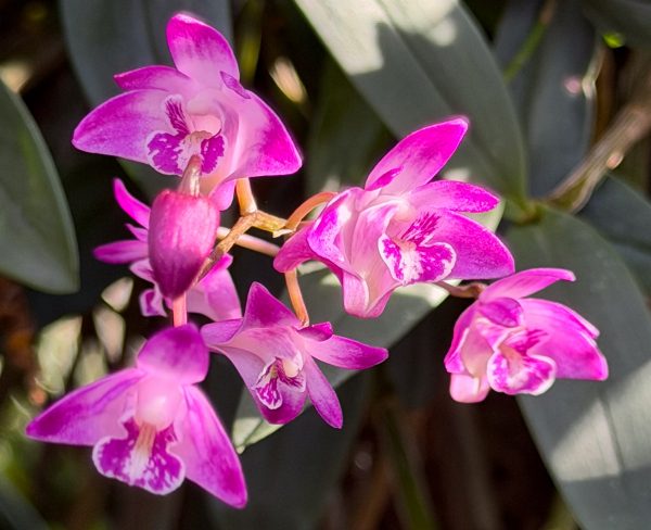 Photo 58 from 2026 Orchid Show (Favorites)
