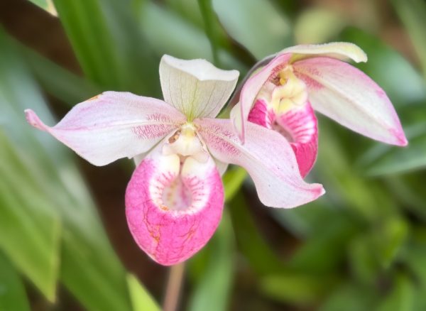 Photo 61 from 2026 Orchid Show (Favorites)