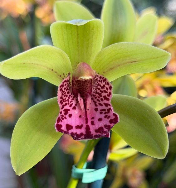 Photo 63 from 2026 Orchid Show (Favorites)