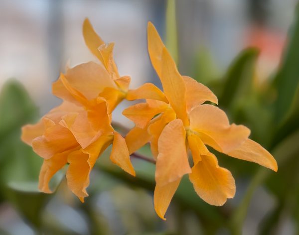 Photo 65 from 2026 Orchid Show (Favorites)