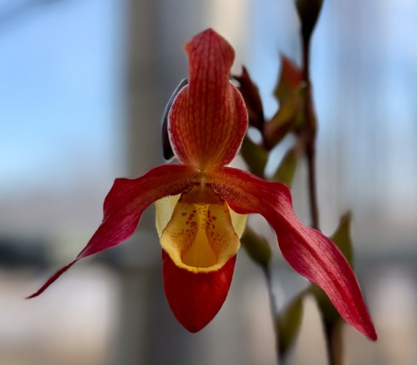Photo 66 from 2026 Orchid Show (Favorites)