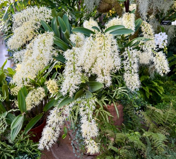 Photo 67 from 2026 Orchid Show (Favorites)