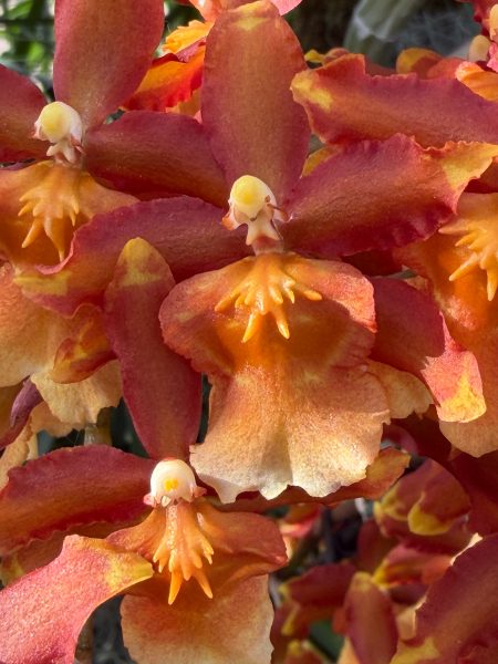 Photo 70 from 2026 Orchid Show (Favorites)