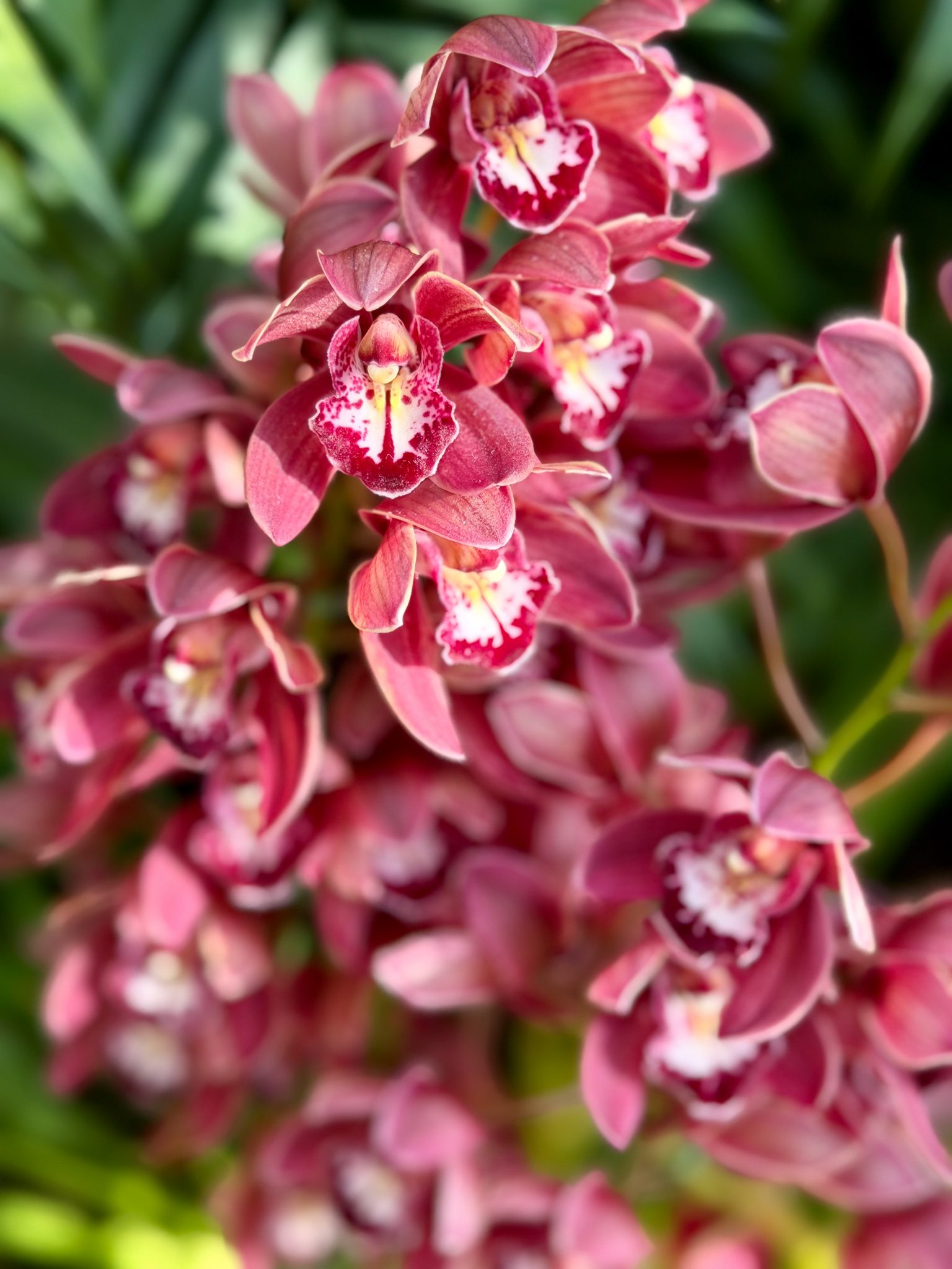 Photo 12 from 2026 Orchid Show (Favorites)