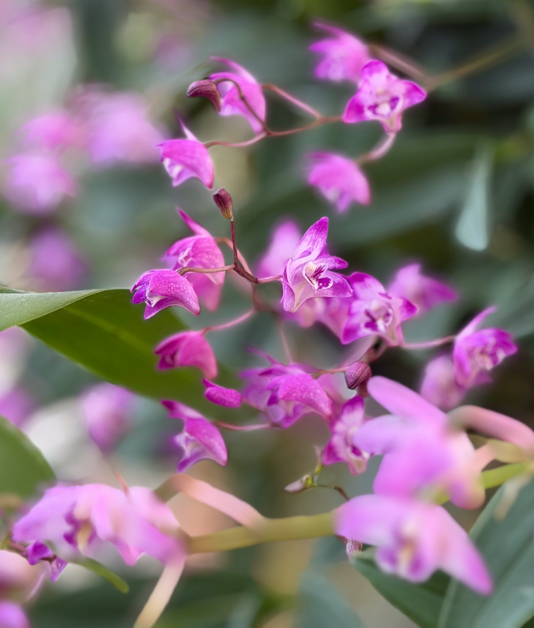Photo 14 from 2026 Orchid Show (Favorites)