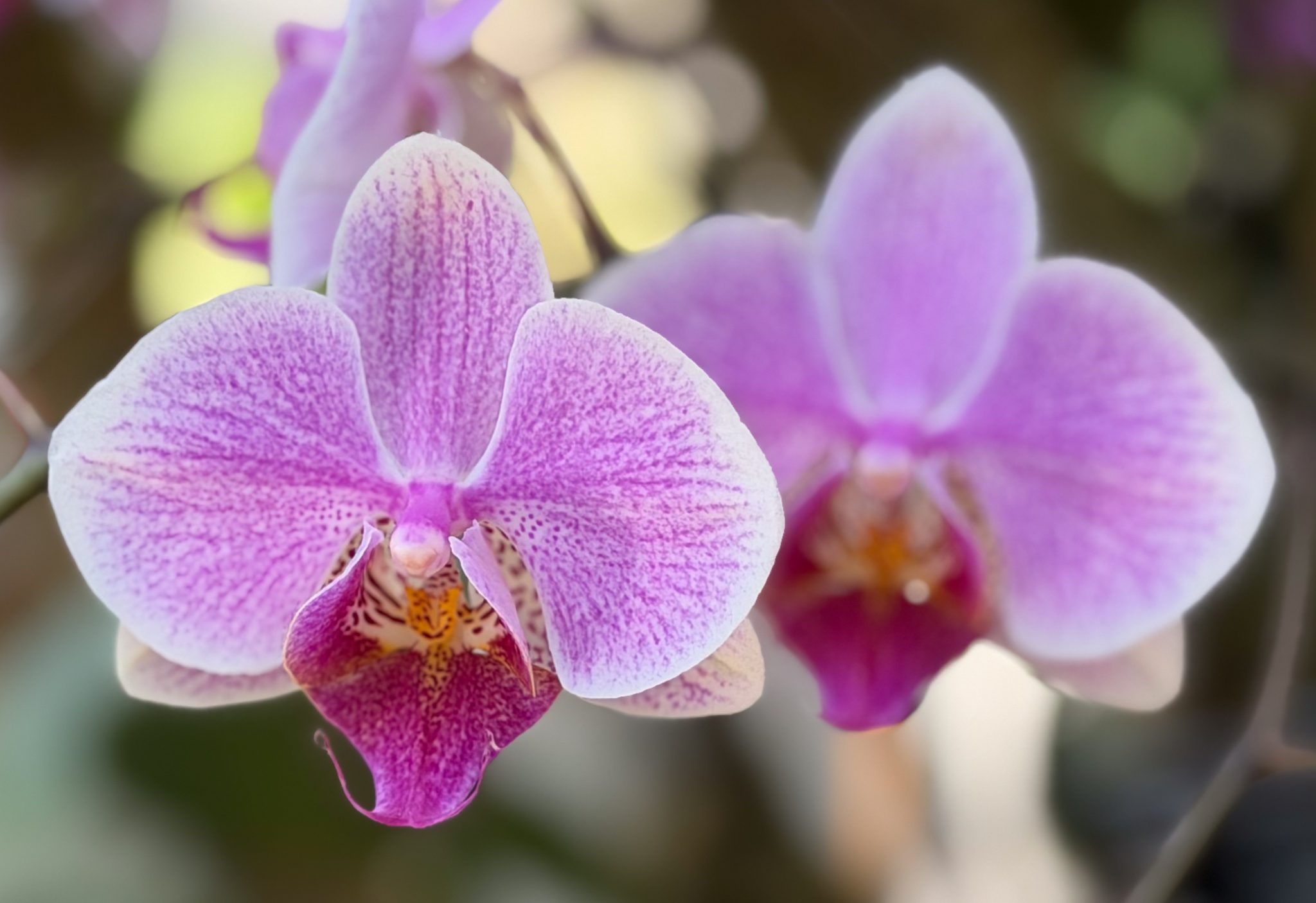 Photo 16 from 2026 Orchid Show (Favorites)