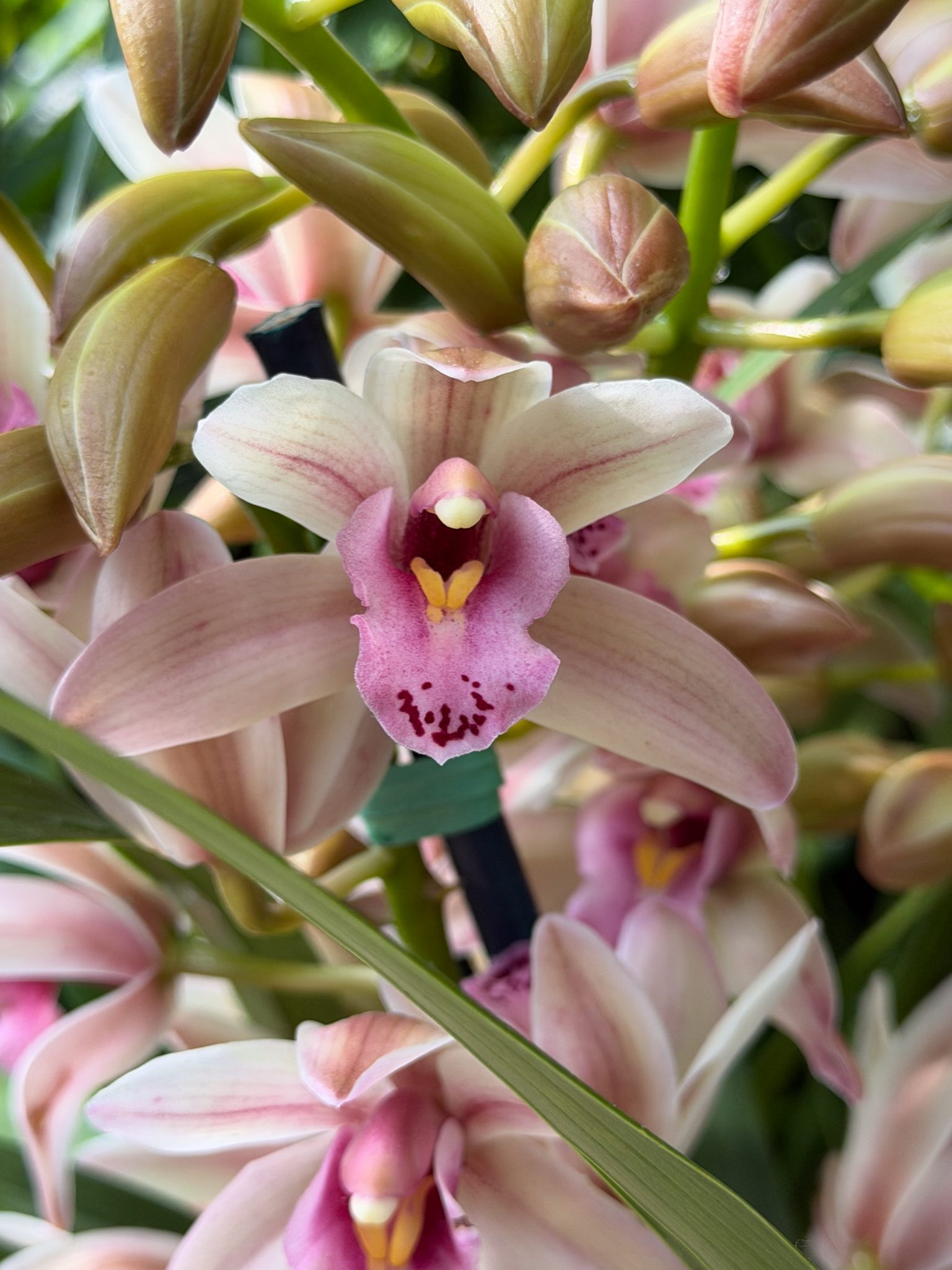 Photo 2 from 2026 Orchid Show (Favorites)