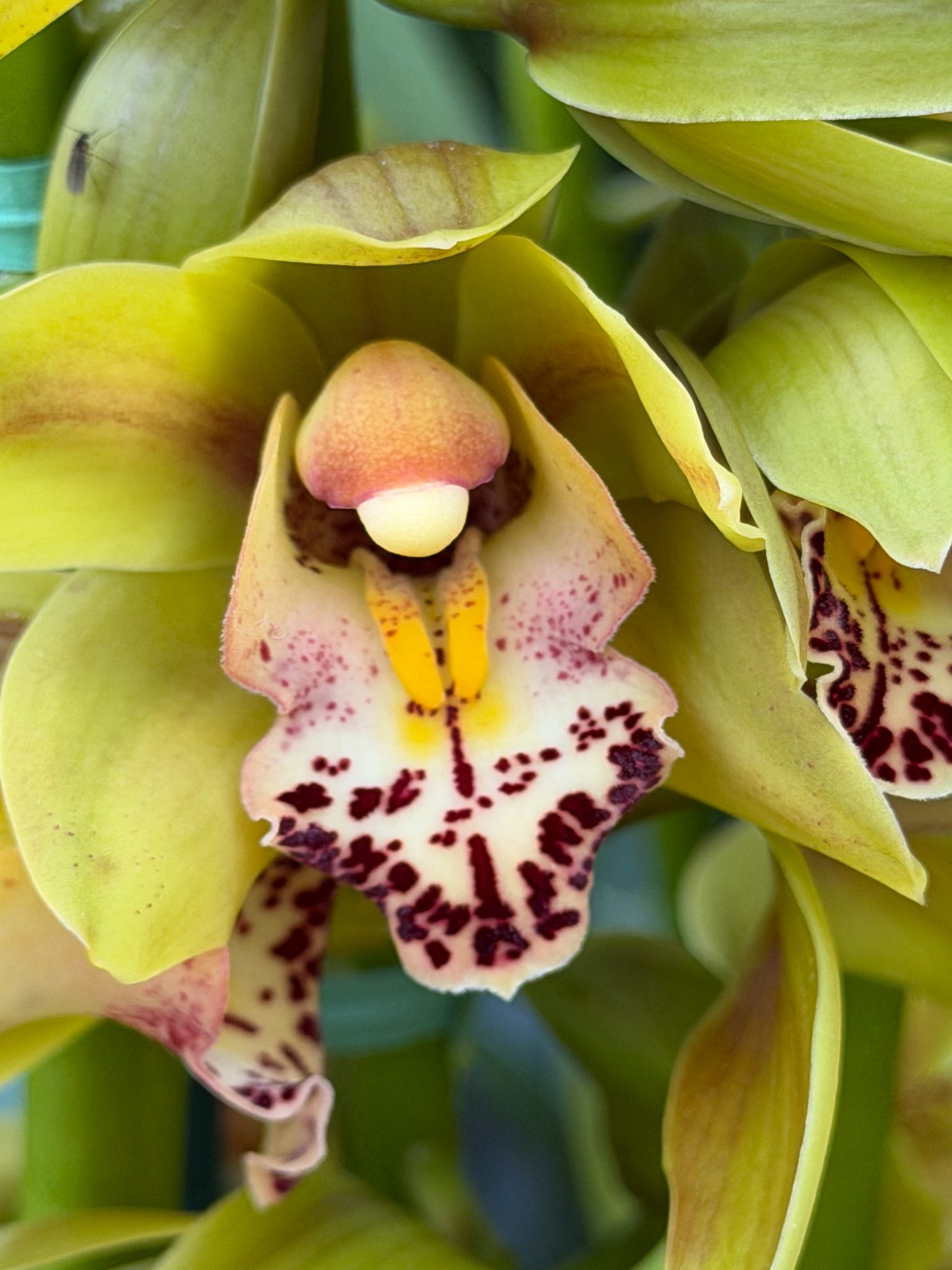 Photo 24 from 2026 Orchid Show (Favorites)