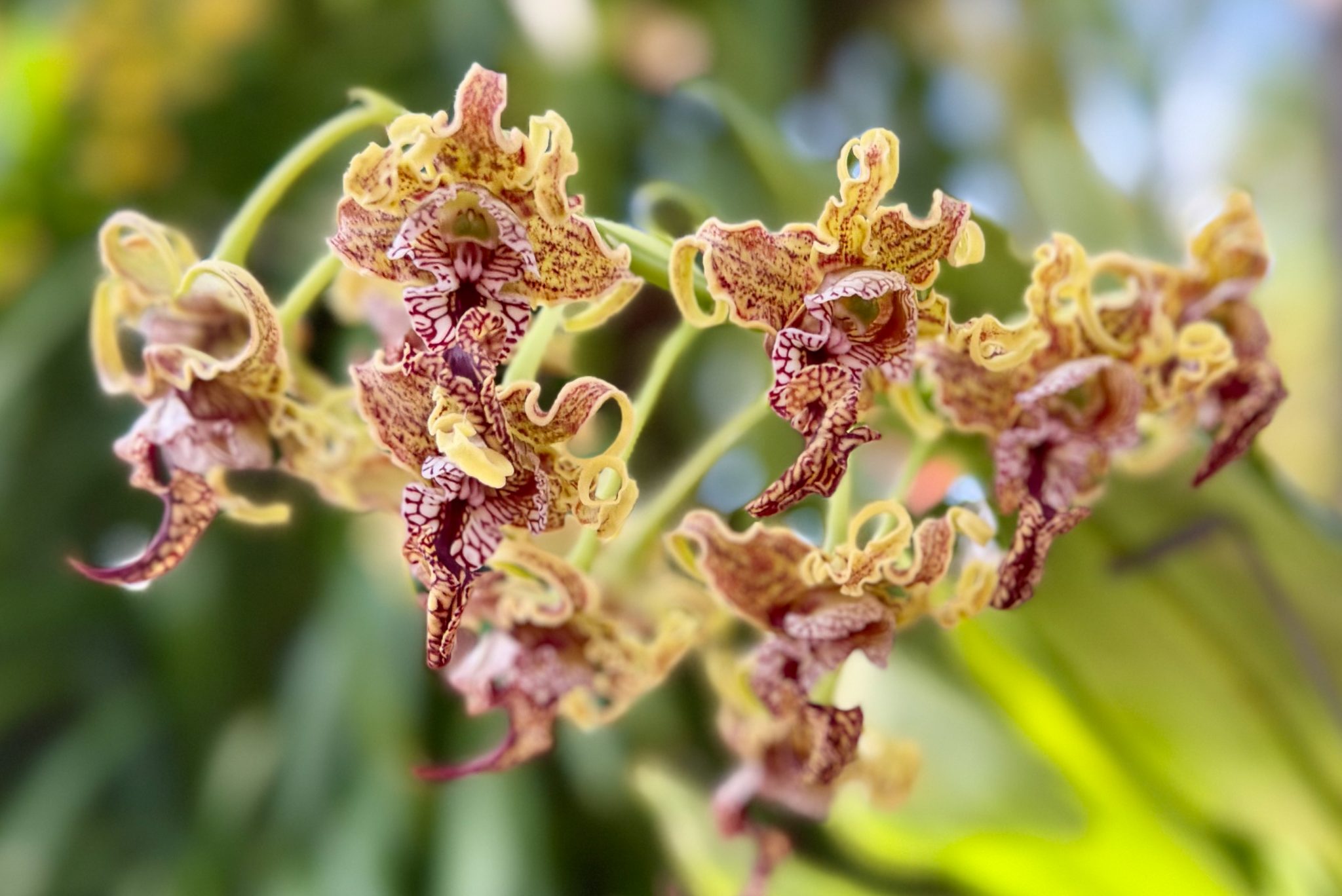 Photo 25 from 2026 Orchid Show (Favorites)