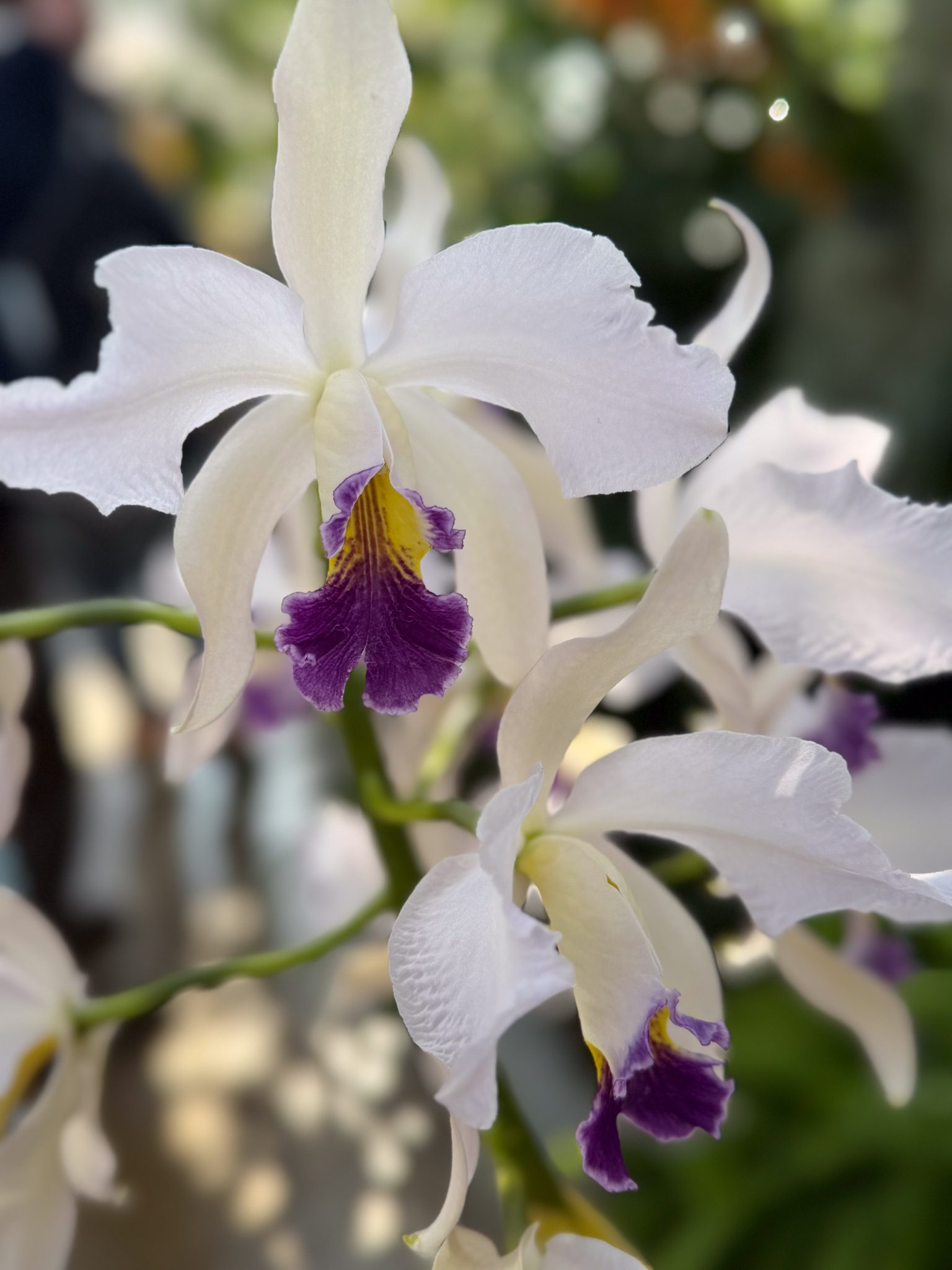Photo 27 from 2026 Orchid Show (Favorites)