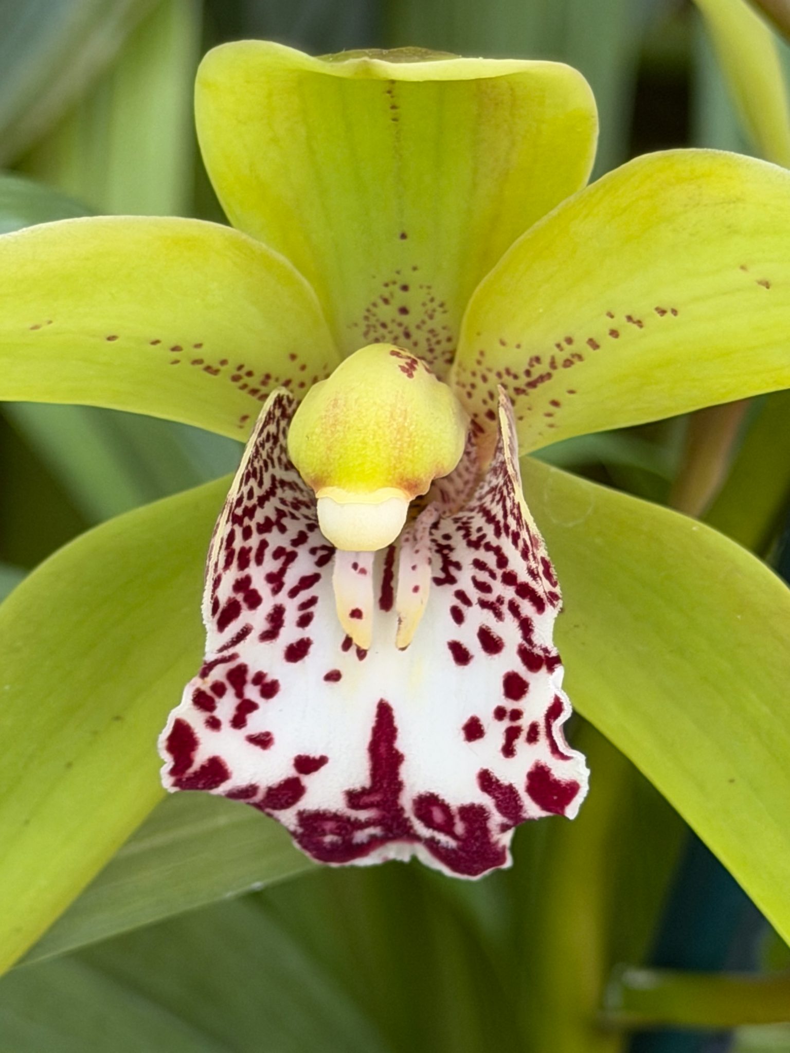 Photo 40 from 2026 Orchid Show (Favorites)