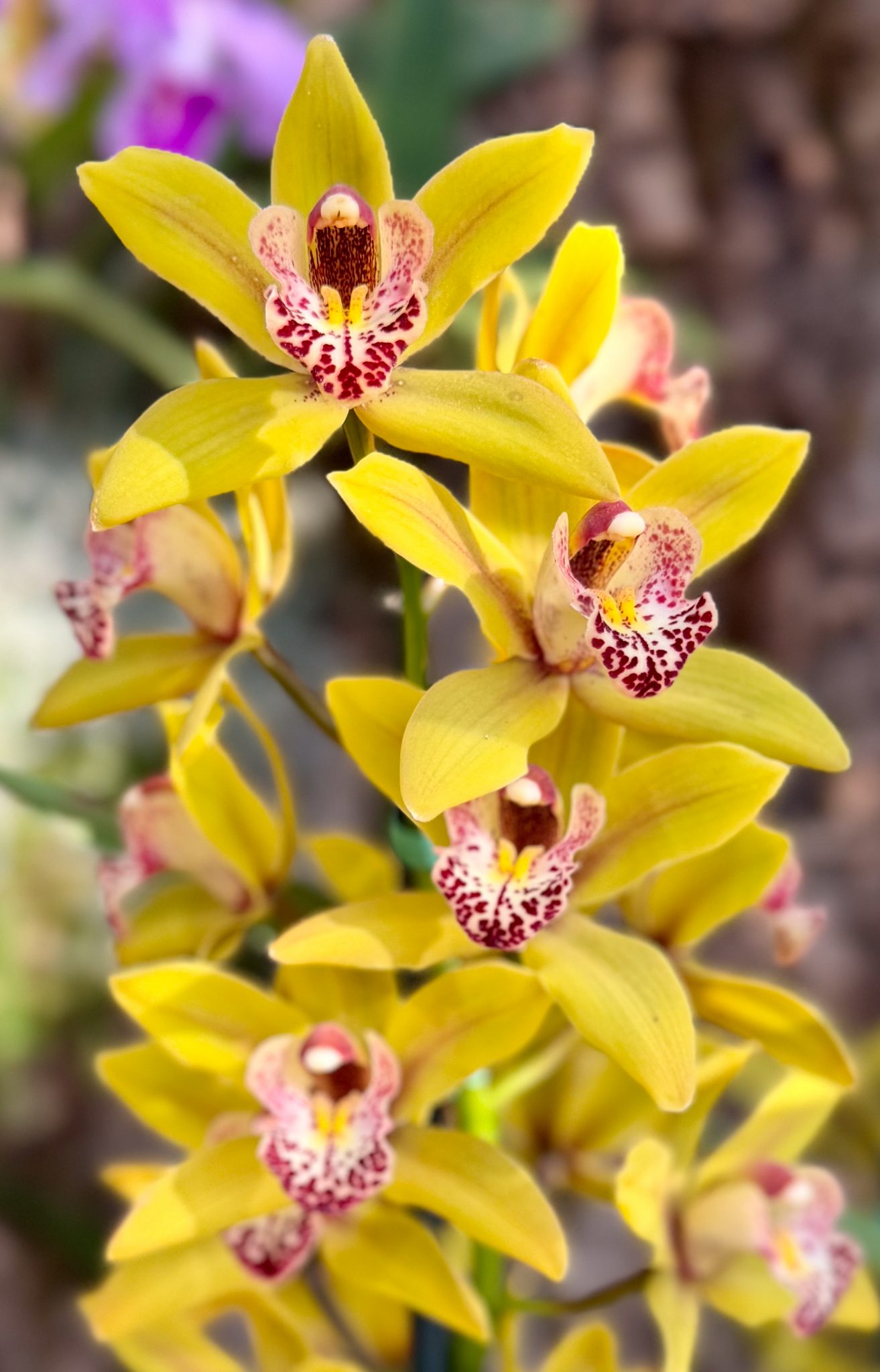 Photo 43 from 2026 Orchid Show (Favorites)