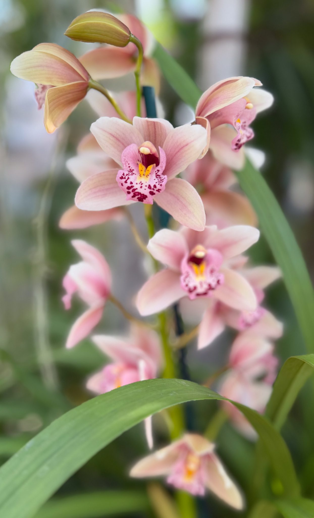 Photo 44 from 2026 Orchid Show (Favorites)