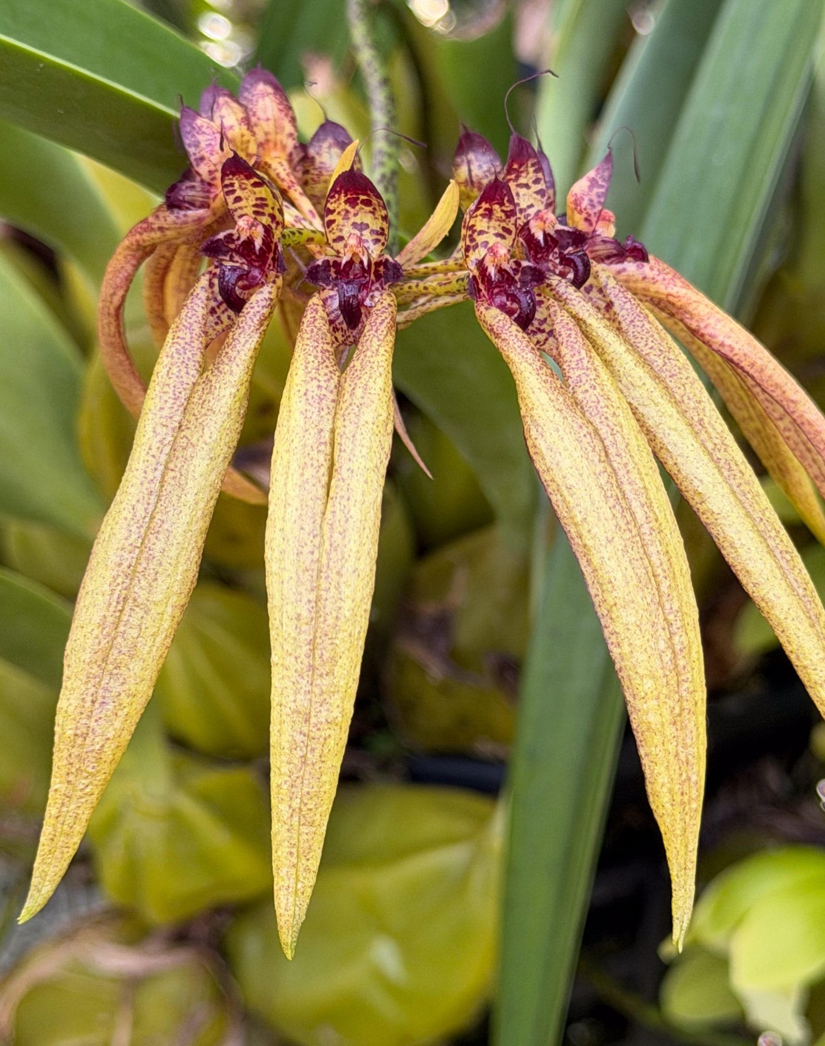Photo 54 from 2026 Orchid Show (Favorites)
