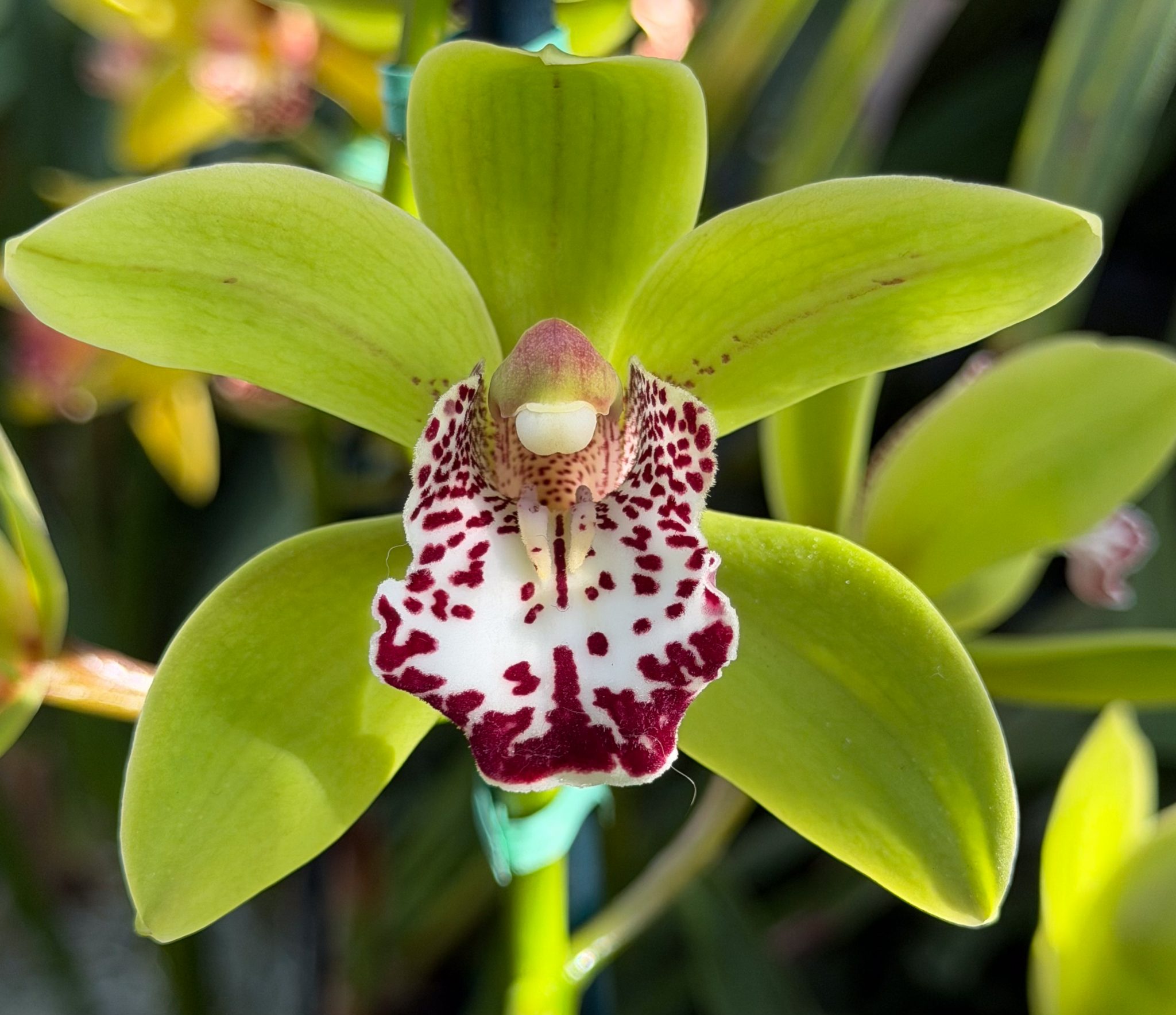 Photo 62 from 2026 Orchid Show (Favorites)