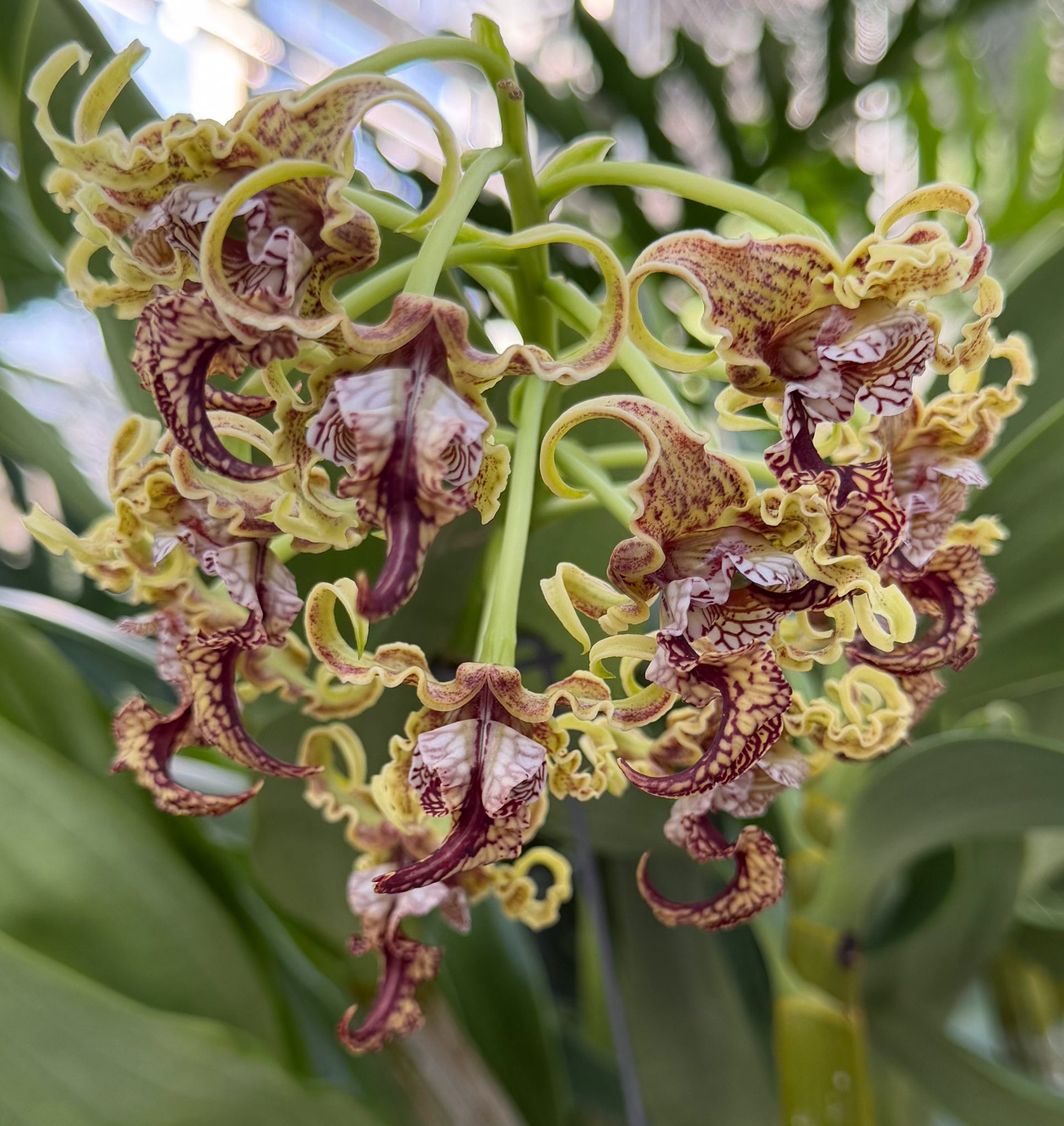 Photo 69 from 2026 Orchid Show (Favorites)