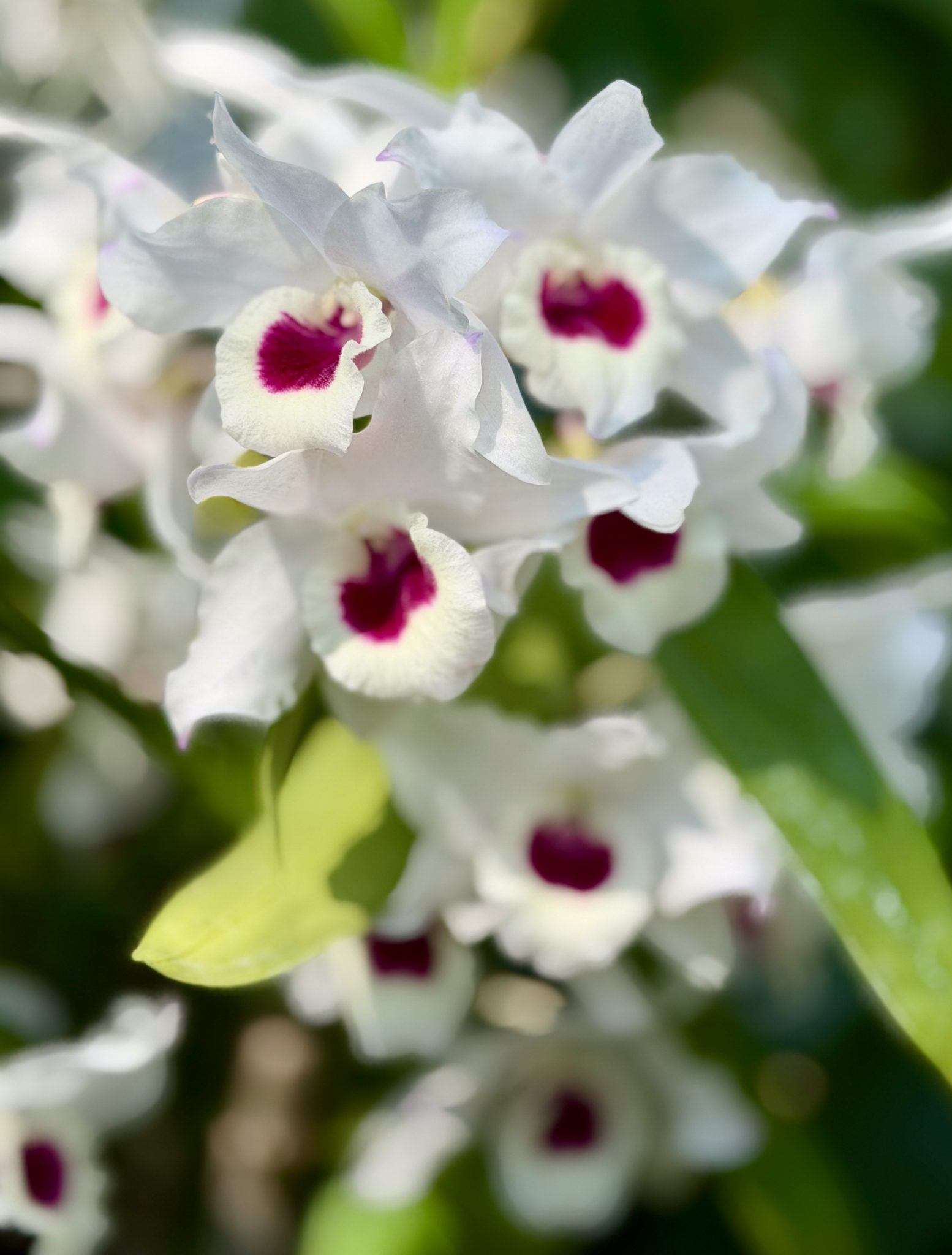 Photo 7 from 2026 Orchid Show (Favorites)