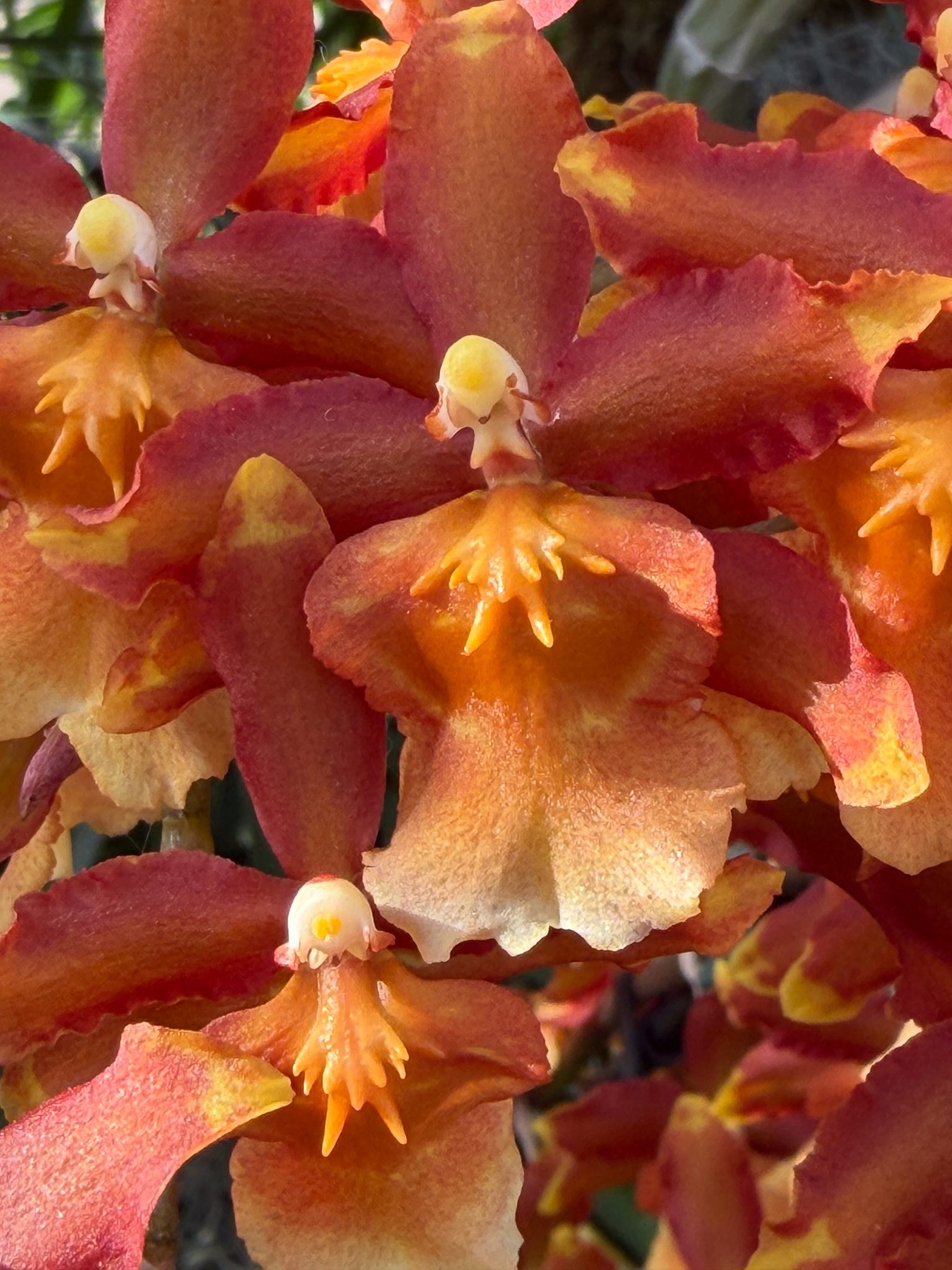Photo 70 from 2026 Orchid Show (Favorites)