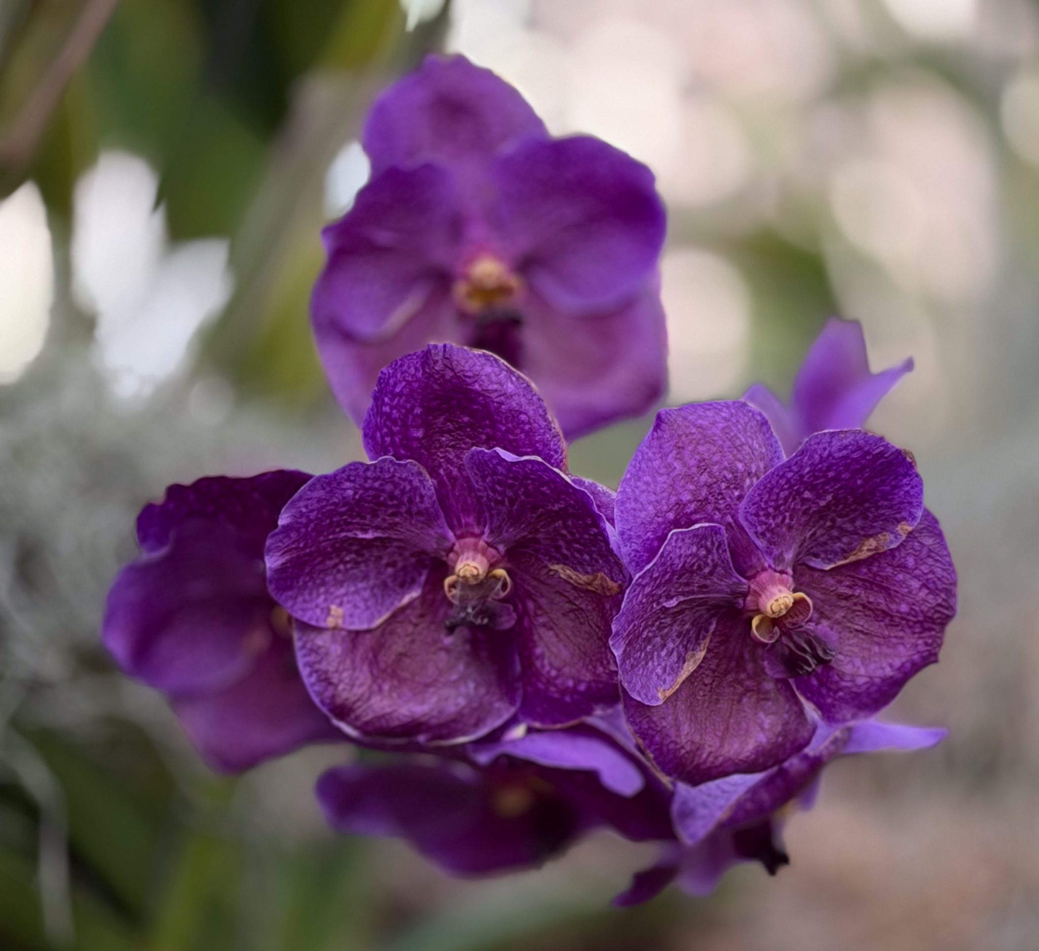 Photo 73 from 2026 Orchid Show (Favorites)