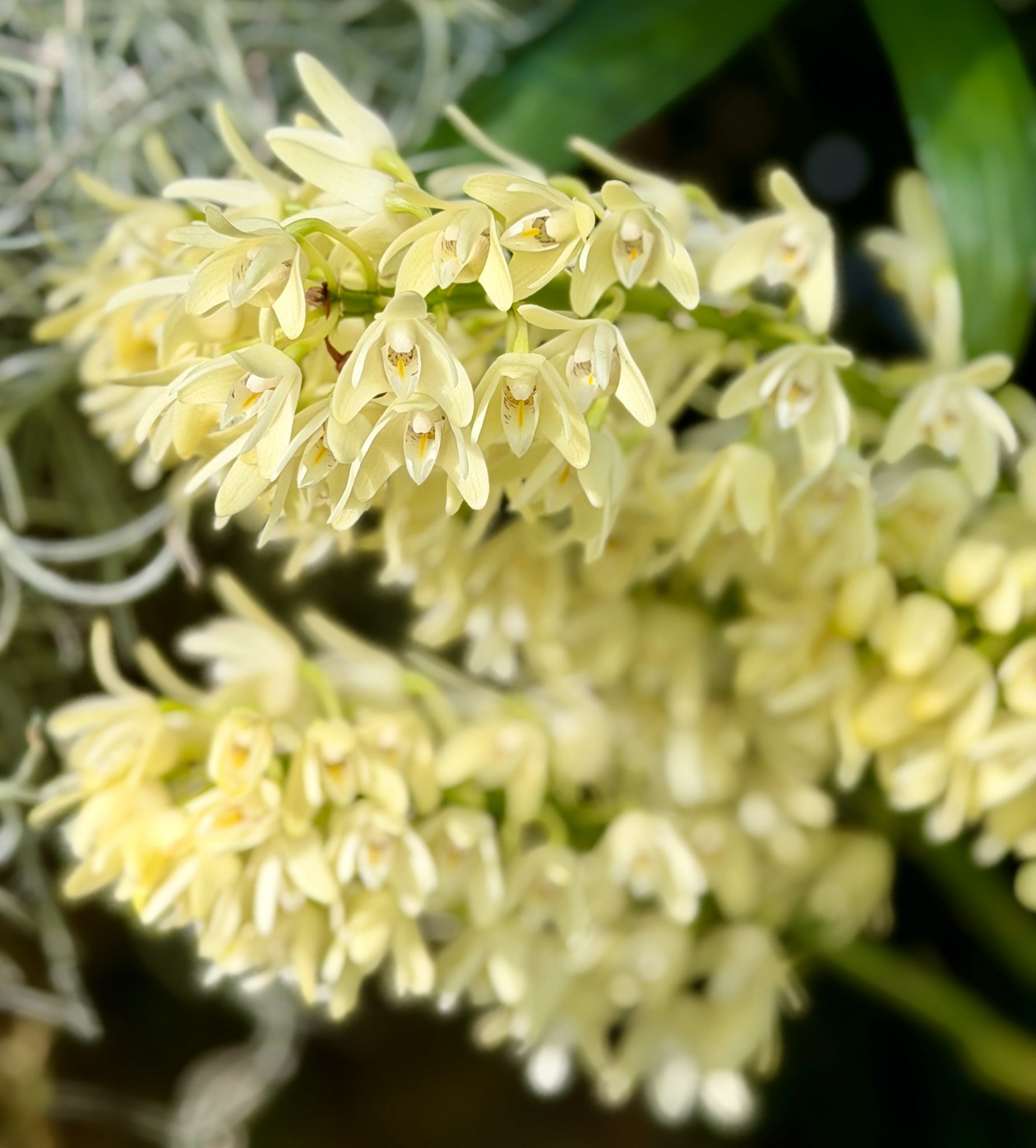 Photo 74 from 2026 Orchid Show (Favorites)