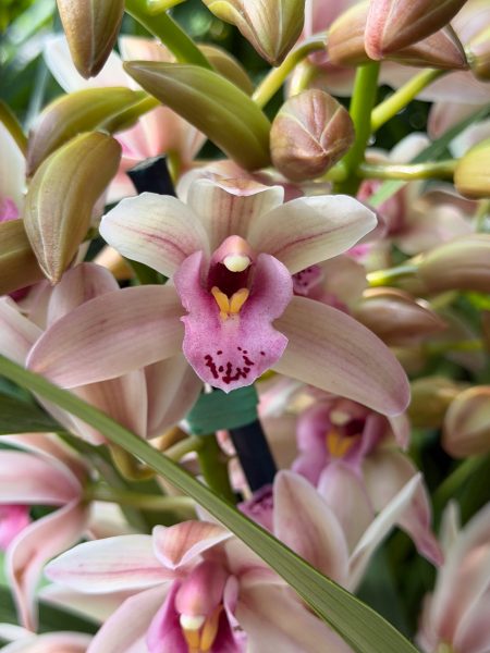Photo 10 from 2026 Orchid Show
